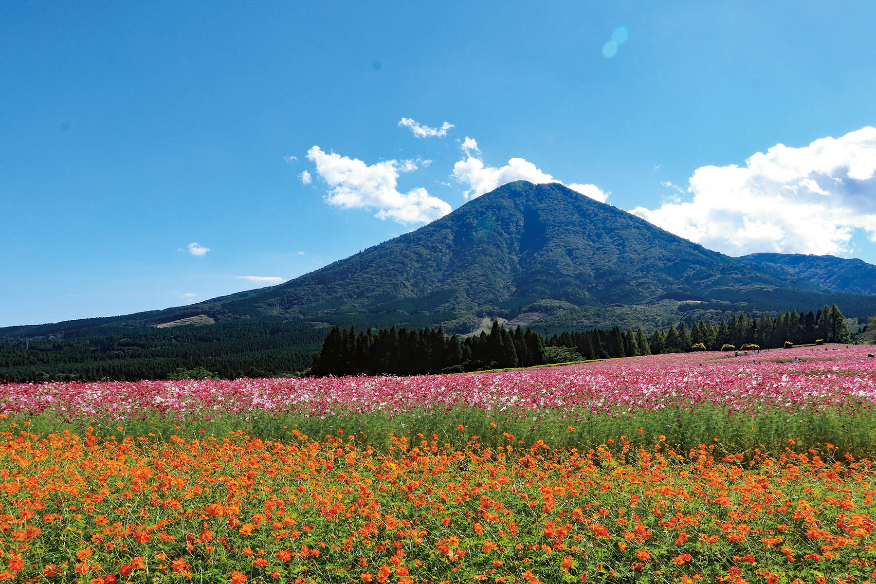 生駒高原の花畑を散歩